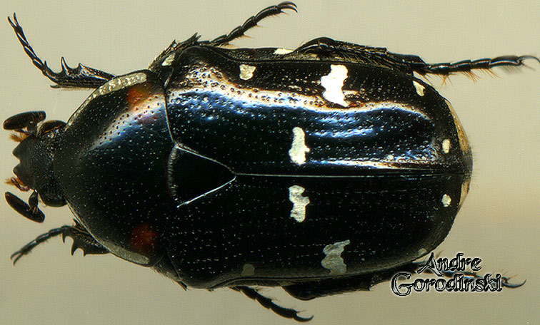 http://www.gorodinski.ru/cetoniidae/Gametis versicolor .jpg